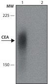 Monoclonal Anti-Carcinoembryonic Antigen antibody produced in mouse clone C6G9, ascites fluid