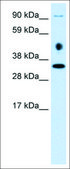 Anti-EN2 antibody produced in rabbit affinity isolated antibody