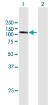 Anti-DDHD1 antibody produced in mouse purified immunoglobulin, buffered aqueous solution