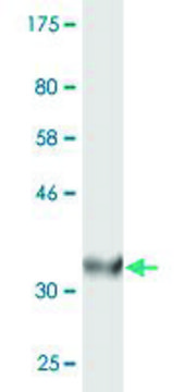 Monoclonal Anti-ACOX2, (C-terminal) antibody produced in mouse clone 1A7, purified immunoglobulin, buffered aqueous solution