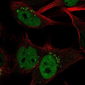 Anti-CLSPN antibody produced in rabbit Prestige Antibodies&#174; Powered by Atlas Antibodies, affinity isolated antibody