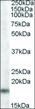 Anti-Tspo (C-terminal) antibody produced in goat affinity isolated antibody, buffered aqueous solution