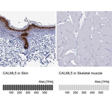 Anti-CALML5 antibody produced in rabbit Prestige Antibodies&#174; Powered by Atlas Antibodies, affinity isolated antibody, buffered aqueous glycerol solution