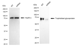 KD-Validated Anti Trophoblast Glycoprotein Antibody, clone 24GB1990, Rabbit Monoclonal clone 24GB1990, recombinant rabbit monoclonal, expressed in HEK293 cells