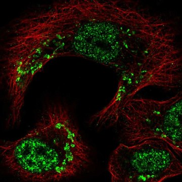 Anti-TRIP11 antibody produced in rabbit Prestige Antibodies&#174; Powered by Atlas Antibodies, affinity isolated antibody