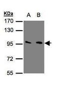Anti-GRM3 (C-terminal) antibody produced in rabbit affinity isolated antibody, buffered aqueous solution