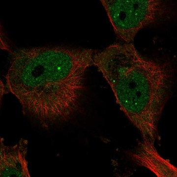 Anti-ELF4 antibody produced in rabbit Prestige Antibodies&#174; Powered by Atlas Antibodies, affinity isolated antibody