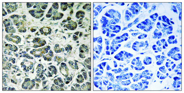 Anti-NDUFA8 antibody produced in rabbit affinity isolated antibody