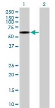 Anti-P2RX4 antibody produced in rabbit purified immunoglobulin, buffered aqueous solution