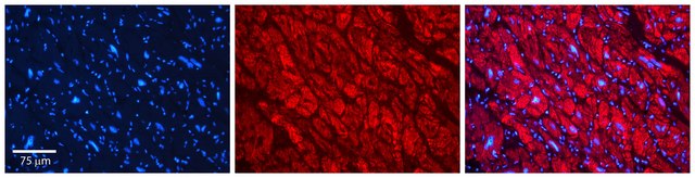 Anti-STUB1 antibody produced in rabbit affinity isolated antibody