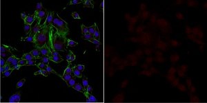 Anti-VEGF Antibody, Alexa Fluor™ 647 Conjugate from rabbit, ALEXA FLUOR™ 647