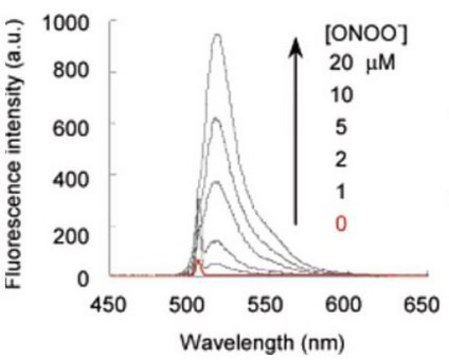 BioTracker 515 Green ONOO- Dye Live cell imaging dye for peroxynitrite (ONOO-) used to detect reactive oxygen species (ROS) generated from the interaction of nitric oxide (NO) and superoxide (O).