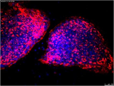 Anti-TRA-1-60 Antibody, clone TRA-1-60, Cy3 conjugate clone TRA-1-60, from mouse, CY3 conjugate