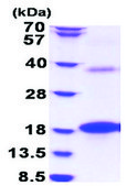 BMP8B human recombinant, expressed in E. coli, ≥90% (SDS-PAGE)