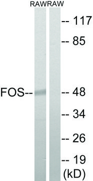 Anti-FOS antibody produced in rabbit affinity isolated antibody