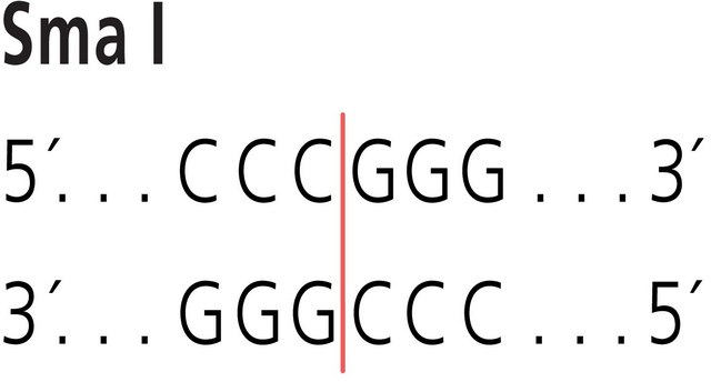 Sma I from Serratia marcescens Sb Restriction Enzyme