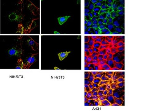 Anti-Integrin beta1 Antibody, clone HM beta 1.1 clone HM beta 1.1, from hamster