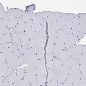 Anti-SELPLG antibody produced in rabbit Prestige Antibodies® Powered by Atlas Antibodies, affinity isolated antibody, buffered aqueous glycerol solution