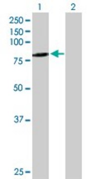 Anti-SCEL antibody produced in mouse purified immunoglobulin, buffered aqueous solution