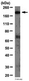 Anti-Methylcytosine dioxygenase TET1 Antibody from rabbit, purified by affinity chromatography