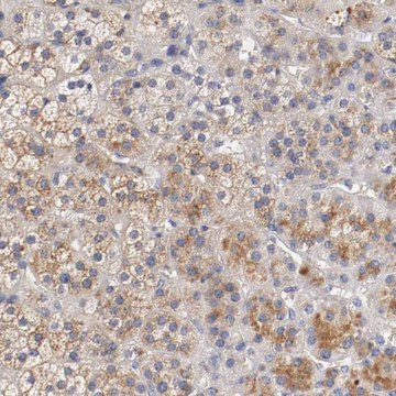 Anti-SEMA5A antibody produced in rabbit Prestige Antibodies&#174; Powered by Atlas Antibodies, affinity isolated antibody, buffered aqueous glycerol solution