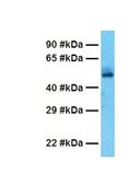 Anti-SerPINH1 antibody produced in rabbit IgG fraction of antiserum