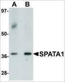 Anti-SPATA1 antibody produced in rabbit affinity isolated antibody