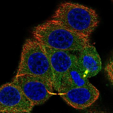 Anti-PRKACA antibody produced in rabbit Prestige Antibodies&#174; Powered by Atlas Antibodies, affinity isolated antibody