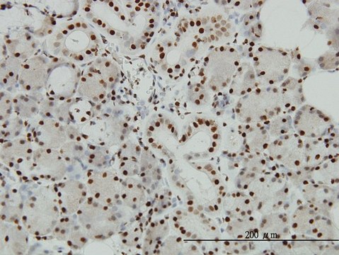 Monoclonal Anti-EP300 antibody produced in mouse clone 1B1, purified immunoglobulin, buffered aqueous solution