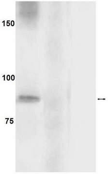 Anti-phospho-eIF2B&#949; (Ser539) Antibody Upstate&#174;, from rabbit