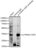 Anti-Phospho-PDHA1-S293 antibody produced in rabbit