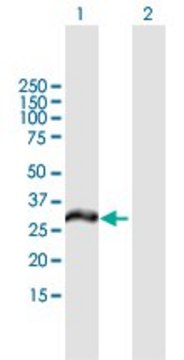 Anti-MCTP2 antibody produced in mouse IgG fraction of antiserum, buffered aqueous solution