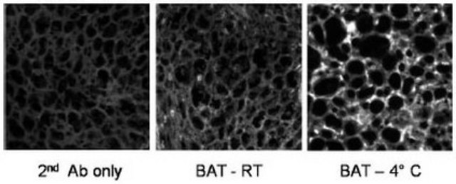 Anti-PGC-1&#945; Mouse mAb (1F3.9) liquid, clone 1F3.9, Calbiochem&#174;