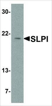 Anti-SLPI (ab1) antibody produced in rabbit affinity isolated antibody, buffered aqueous solution