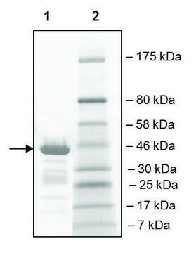 TAF1L (1517-1649) GST tag human recombinant, expressed in E. coli, &#8805;89% (SDS-PAGE)