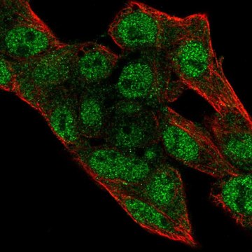 Anti-PRIM2 antibody produced in rabbit Prestige Antibodies&#174; Powered by Atlas Antibodies, affinity isolated antibody