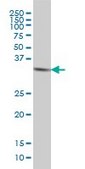 ANTI-HTRA2 antibody produced in mouse clone 6H8, purified immunoglobulin, buffered aqueous solution