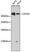 Anti-CSPG4 antibody produced in rabbit