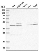 Anti-ACKR3 antibody produced in rabbit Prestige Antibodies® Powered by Atlas Antibodies, affinity isolated antibody