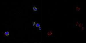 Anti-A2B5 Antibody, clone A2B5-105 Antibody, Alexa Fluor™ 647 Conjugate clone A2B5-105, from mouse, ALEXA FLUOR™ 647
