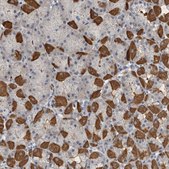 Anti-MPP3 antibody produced in rabbit Prestige Antibodies® Powered by Atlas Antibodies, affinity isolated antibody, buffered aqueous glycerol solution, Ab2