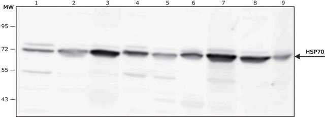 Anti-HSP70 antibody produced in rabbit IgG fraction of antiserum