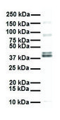 Anti-EEF1A2 antibody produced in rabbit affinity isolated antibody