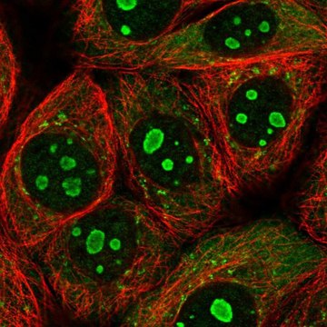 Anti-PARP10 antibody produced in rabbit Prestige Antibodies&#174; Powered by Atlas Antibodies, affinity isolated antibody