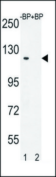 抗-DEPD5（C-TERM） 兔抗 IgG fraction of antiserum, buffered aqueous solution