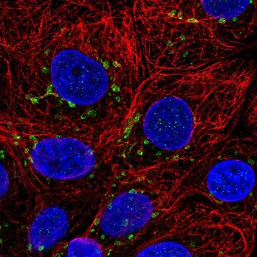 Anti-CCNI antibody produced in rabbit Prestige Antibodies&#174; Powered by Atlas Antibodies, affinity isolated antibody