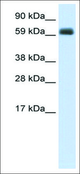 Anti-TBX21 (AB1) antibody produced in rabbit IgG fraction of antiserum