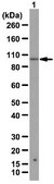 Anti-NET34 Antibody from rabbit, purified by affinity chromatography