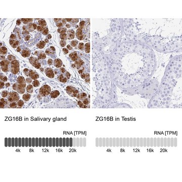 Anti-ZG16B antibody produced in rabbit Prestige Antibodies&#174; Powered by Atlas Antibodies, affinity isolated antibody, buffered aqueous glycerol solution