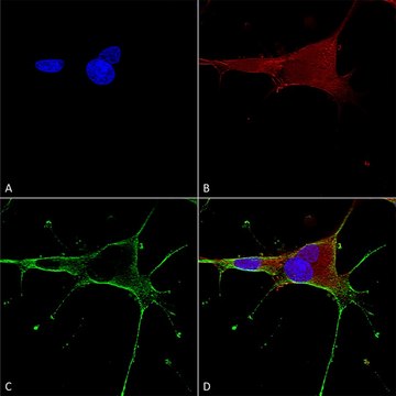 Monoclonal Anti-Dicer antibody produced in mouse clone S167-7, purified immunoglobulin